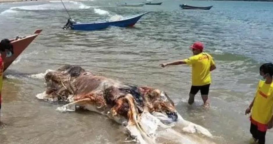 不明生物尸体被冲上马来西亚海滩